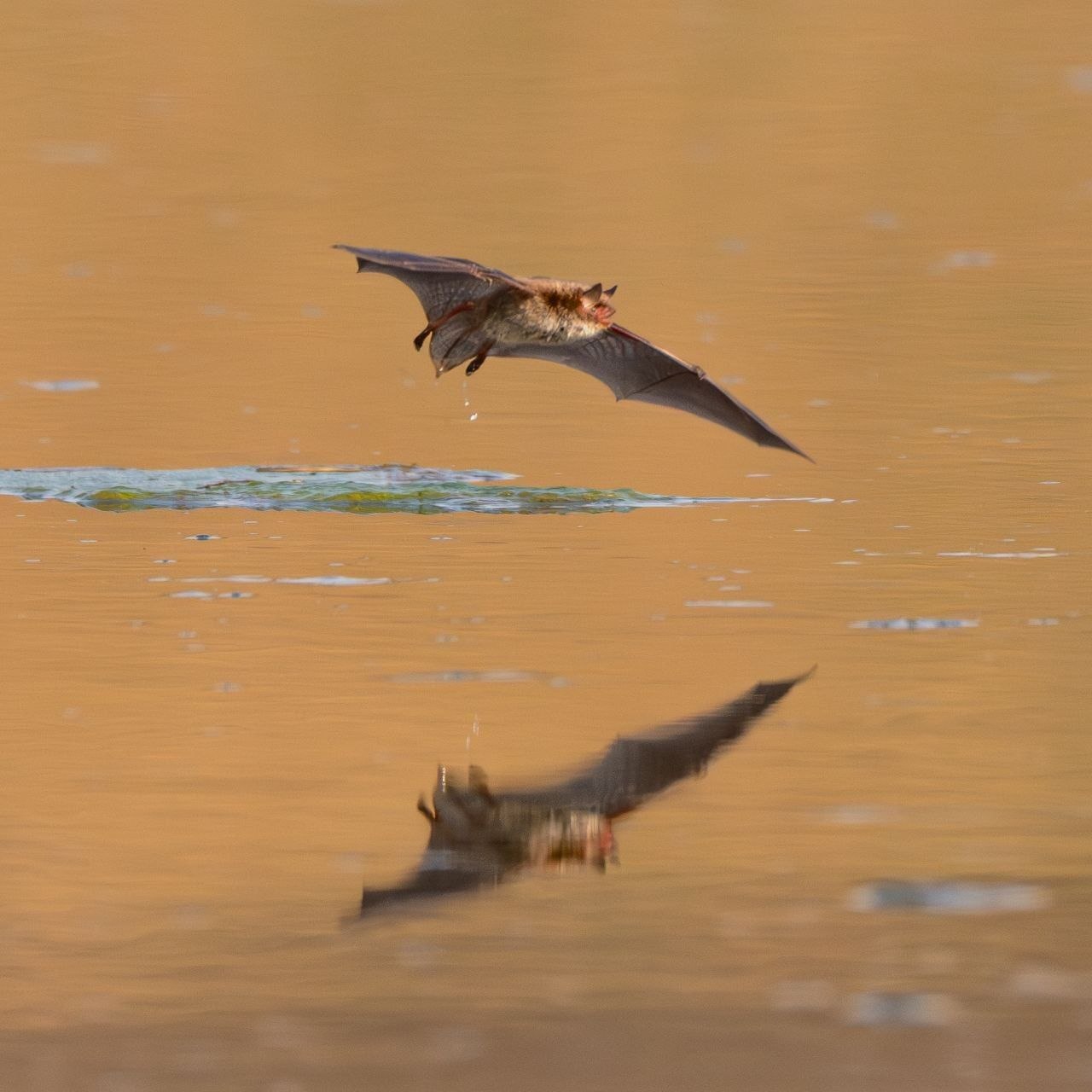 А была ли птичка?. «Мышка мастерски наворачивала круги над водой, уворачиваясь от фокуса, а потом улетела и привесилась к веточке, но ненадолго. Она снова вернулась к воде и дала возможность ещё себя поснимать» А была ли птичка?. «Мышка мастерски наворачивала круги над водой, уворачиваясь от фокуса, а потом улетела и привесилась к веточке, но ненадолго. Она снова вернулась к воде и дала возможность ещё себя поснимать»