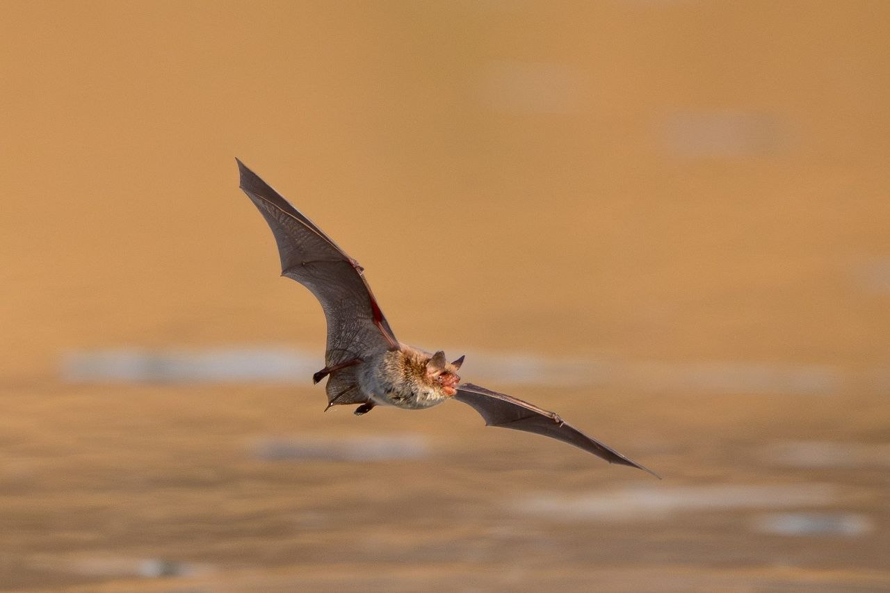 А была ли птичка?. «Мышка мастерски наворачивала круги над водой, уворачиваясь от фокуса, а потом улетела и привесилась к веточке, но ненадолго. Она снова вернулась к воде и дала возможность ещё себя поснимать» А была ли птичка?. «Мышка мастерски наворачивала круги над водой, уворачиваясь от фокуса, а потом улетела и привесилась к веточке, но ненадолго. Она снова вернулась к воде и дала возможность ещё себя поснимать»