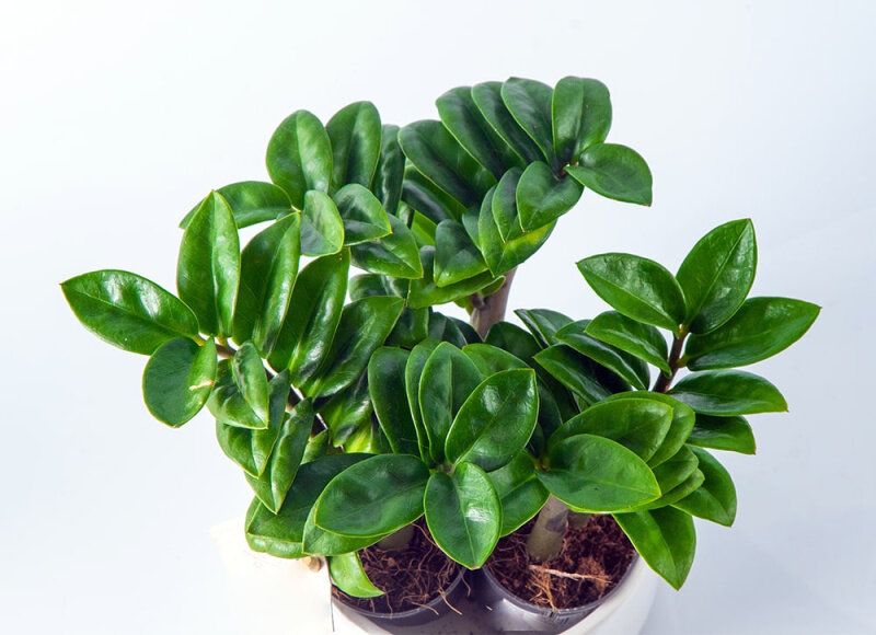 ������������: ��� ��������� � ���������� ��� ������������ ��������