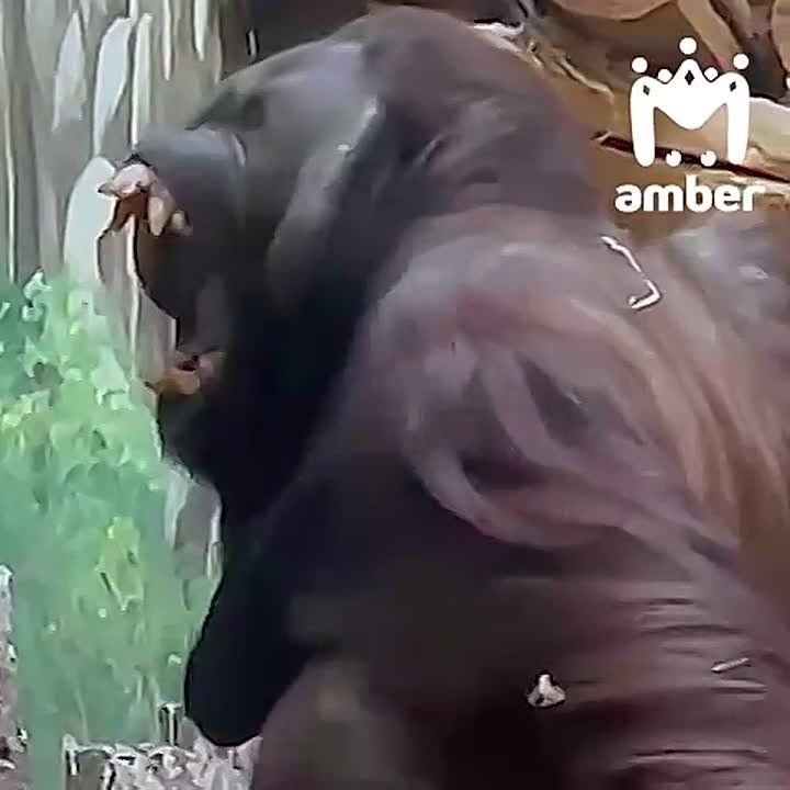 ���� ���������� ����. ����� ��� ���������-���������-������-��������� � ����� ������ ��� �������