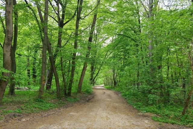 Власти Калининграда планируют переселить краснокнижных жуков из-за строительства улицы Юбилейной