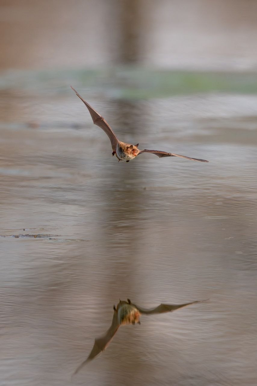 А была ли птичка?. «Мышка мастерски наворачивала круги над водой, уворачиваясь от фокуса, а потом улетела и привесилась к веточке, но ненадолго. Она снова вернулась к воде и дала возможность ещё себя поснимать» А была ли птичка?. «Мышка мастерски наворачивала круги над водой, уворачиваясь от фокуса, а потом улетела и привесилась к веточке, но ненадолго. Она снова вернулась к воде и дала возможность ещё себя поснимать»