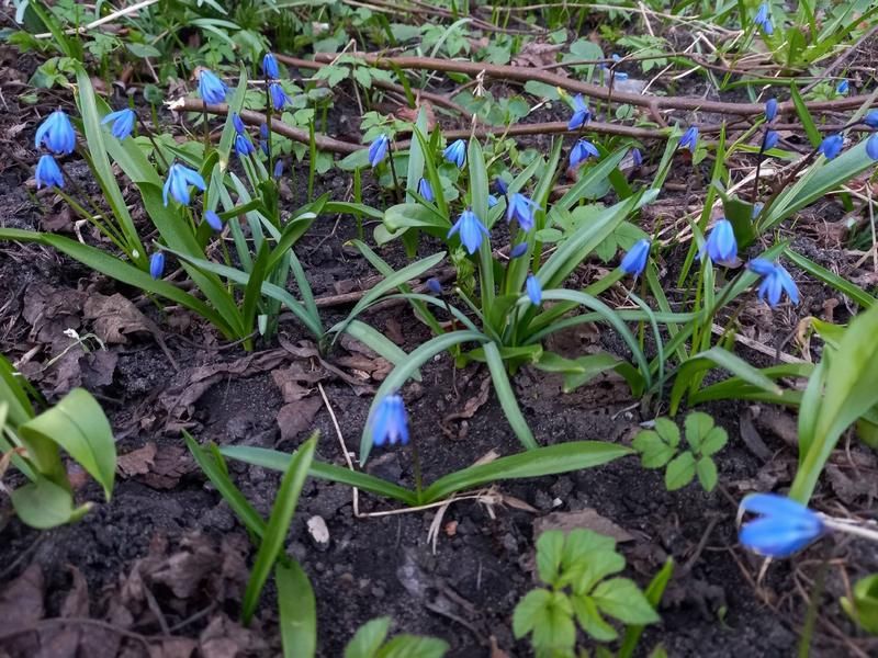 В центре Калининграда распустились ядовитые не для всех цветы