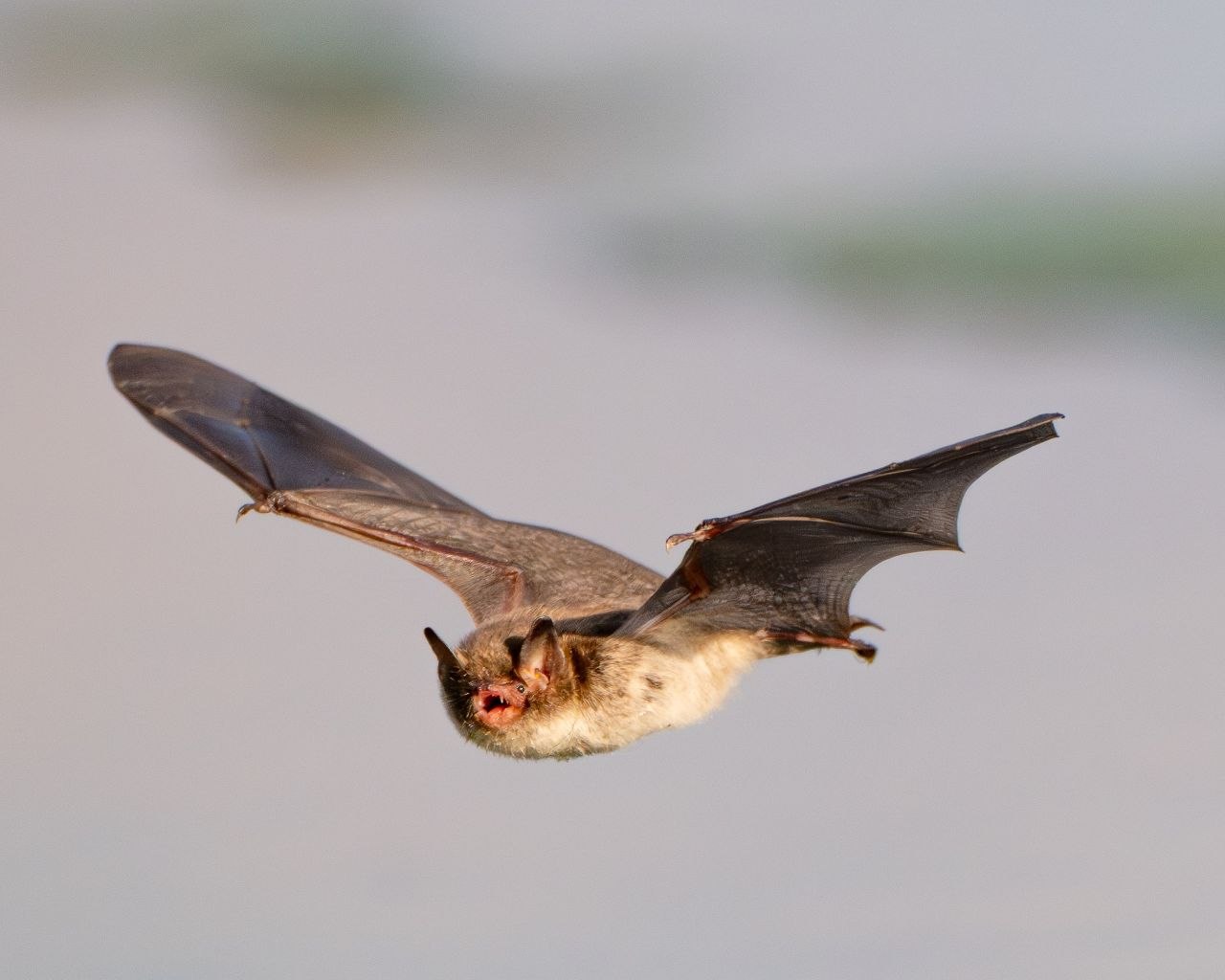 А была ли птичка?. «Мышка мастерски наворачивала круги над водой, уворачиваясь от фокуса, а потом улетела и привесилась к веточке, но ненадолго. Она снова вернулась к воде и дала возможность ещё себя поснимать» А была ли птичка?. «Мышка мастерски наворачивала круги над водой, уворачиваясь от фокуса, а потом улетела и привесилась к веточке, но ненадолго. Она снова вернулась к воде и дала возможность ещё себя поснимать»