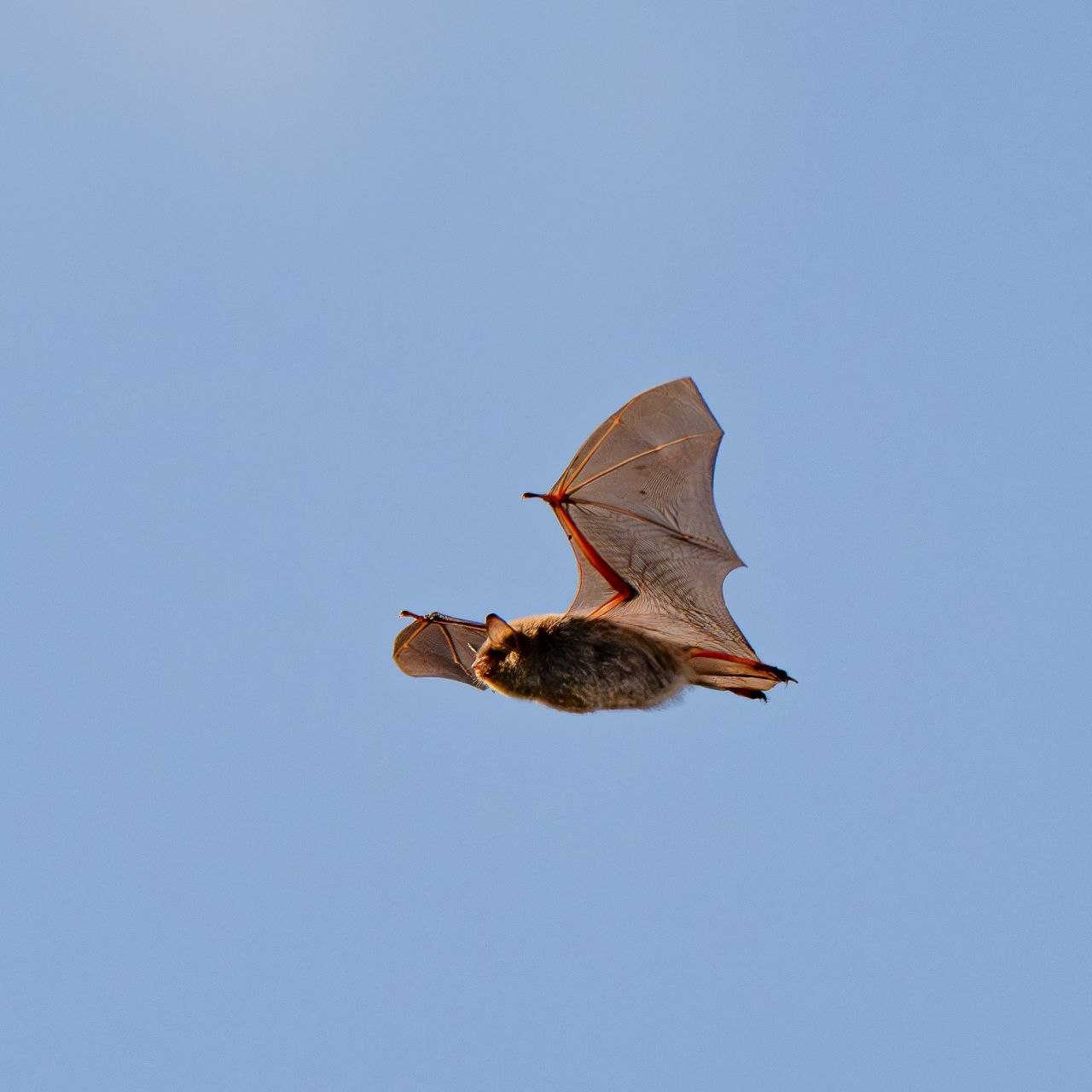 А была ли птичка?. «Мышка мастерски наворачивала круги над водой, уворачиваясь от фокуса, а потом улетела и привесилась к веточке, но ненадолго. Она снова вернулась к воде и дала возможность ещё себя поснимать» А была ли птичка?. «Мышка мастерски наворачивала круги над водой, уворачиваясь от фокуса, а потом улетела и привесилась к веточке, но ненадолго. Она снова вернулась к воде и дала возможность ещё себя поснимать»