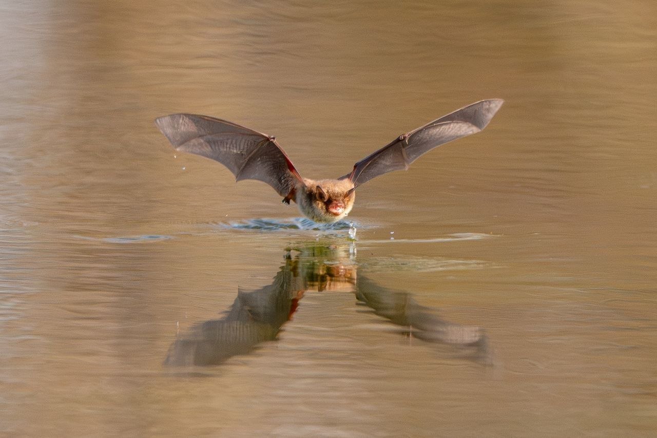 А была ли птичка?. «Мышка мастерски наворачивала круги над водой, уворачиваясь от фокуса, а потом улетела и привесилась к веточке, но ненадолго. Она снова вернулась к воде и дала возможность ещё себя поснимать» А была ли птичка?. «Мышка мастерски наворачивала круги над водой, уворачиваясь от фокуса, а потом улетела и привесилась к веточке, но ненадолго. Она снова вернулась к воде и дала возможность ещё себя поснимать»