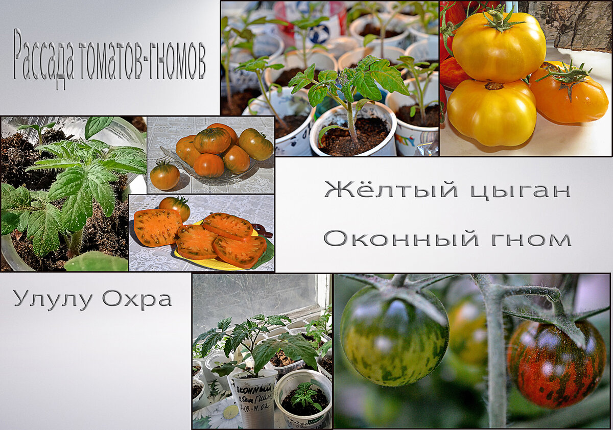 Новые гномики: томаты, которые удивляют устойчивостью и вкусом