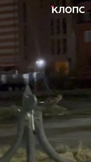 Дикое животное в туристическом центре: на острове Канта увидели лису