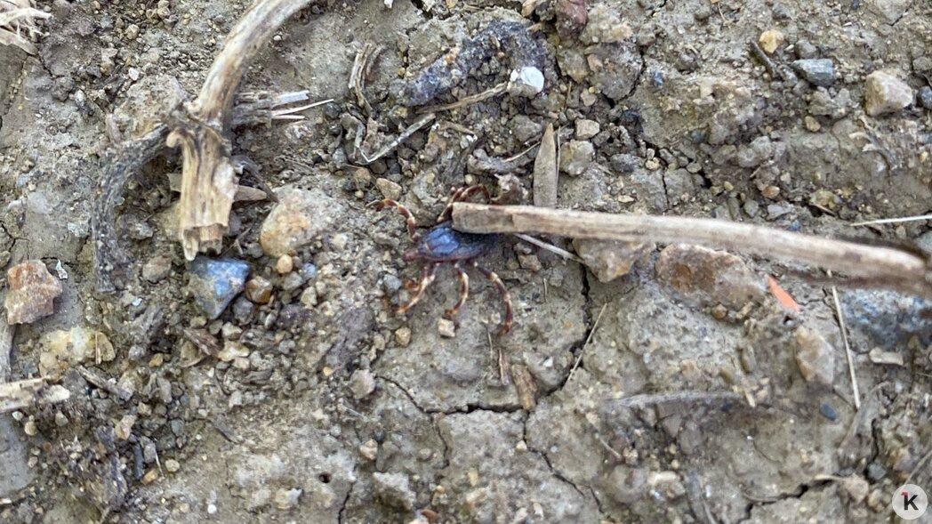 Калининградец утверждает, что заметил на Девау клеща размером с майского жука