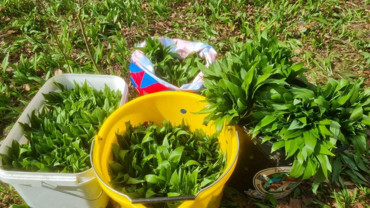 В лесах Калининградской области начался сбор первого весеннего дикороса — черемши В лесах Калининградской области начался сбор первого весеннего дикороса — черемши