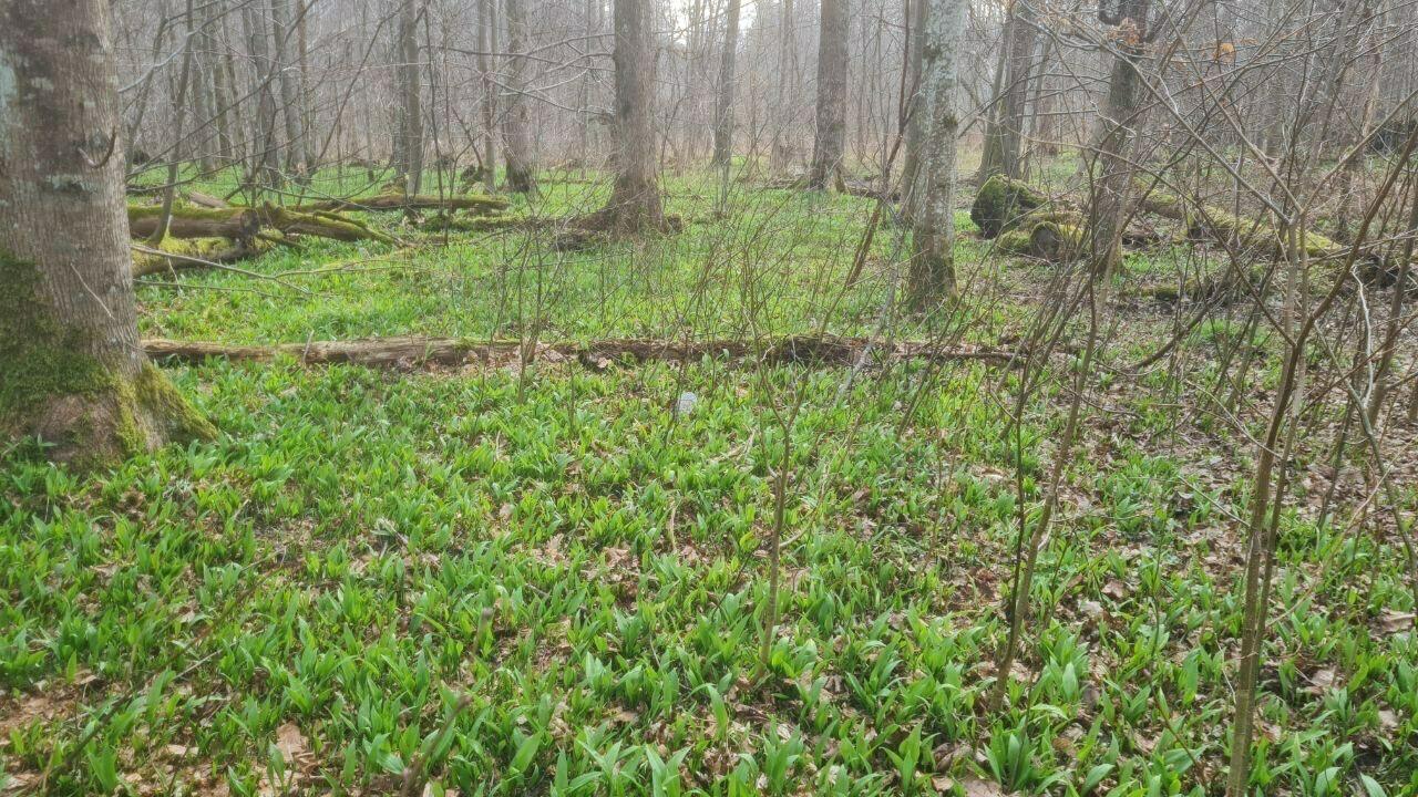 В лесах Калининградской области начался сбор первого весеннего дикороса — черемши В лесах Калининградской области начался сбор первого весеннего дикороса — черемши