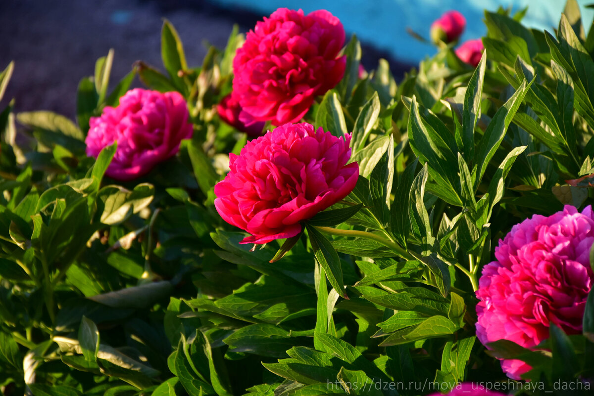 Секреты весеннего ухода за пионами: три ключевых мероприятия для роскошного цветения