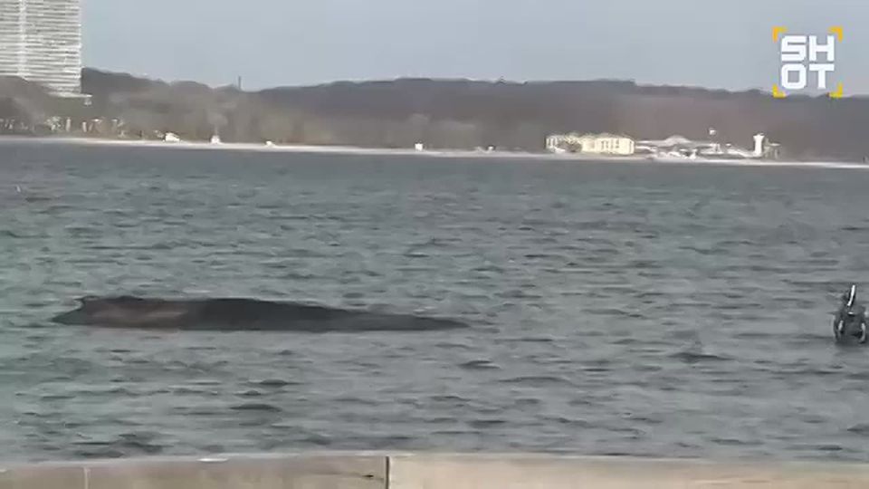 Плавучие экскаваторы сейчас пытаются прорыть огромный жёлоб в море, чтобы спасти застрявшего на мелководье кита