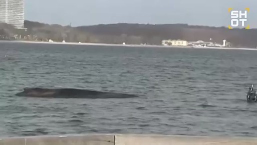 Плавучие экскаваторы сейчас пытаются прорыть огромный жёлоб в море, чтобы спасти застрявшего на мелководье кита