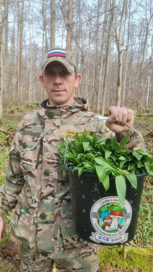 В лесах Калининградской области начался сбор первого весеннего дикороса — черемши