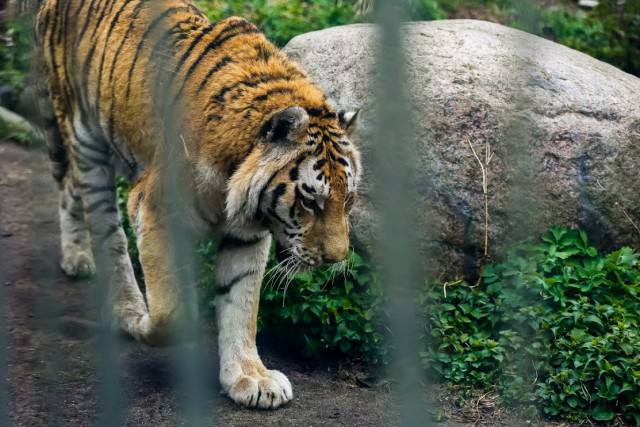 В Калининградский зоопарк планируют вернуть амурских тигров