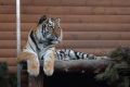 В Калининградский зоопарк хотят вернуть тигров