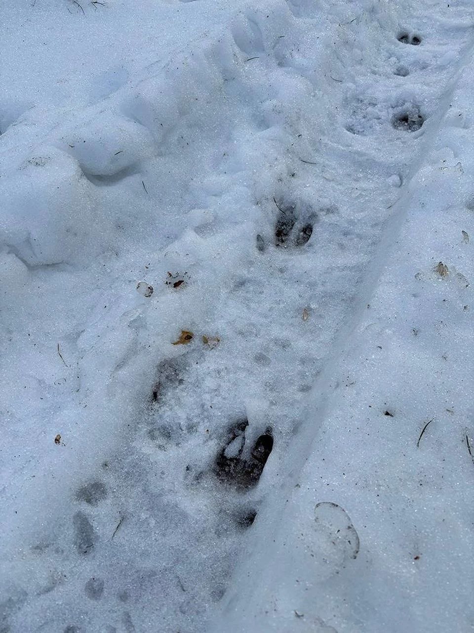 На Куршской косе после снежной и морозной зимы сократилось численность косуль