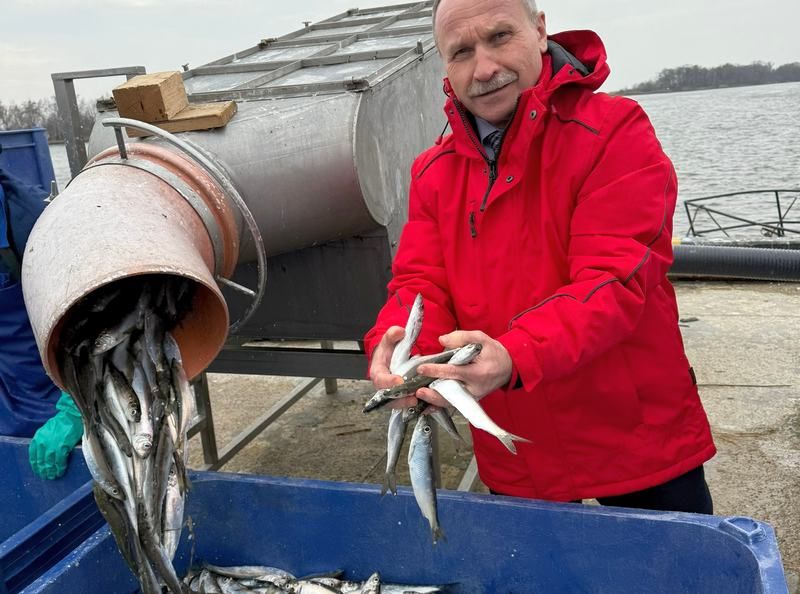 Названо место с самой низкой ценой на салаку в Калининградской области