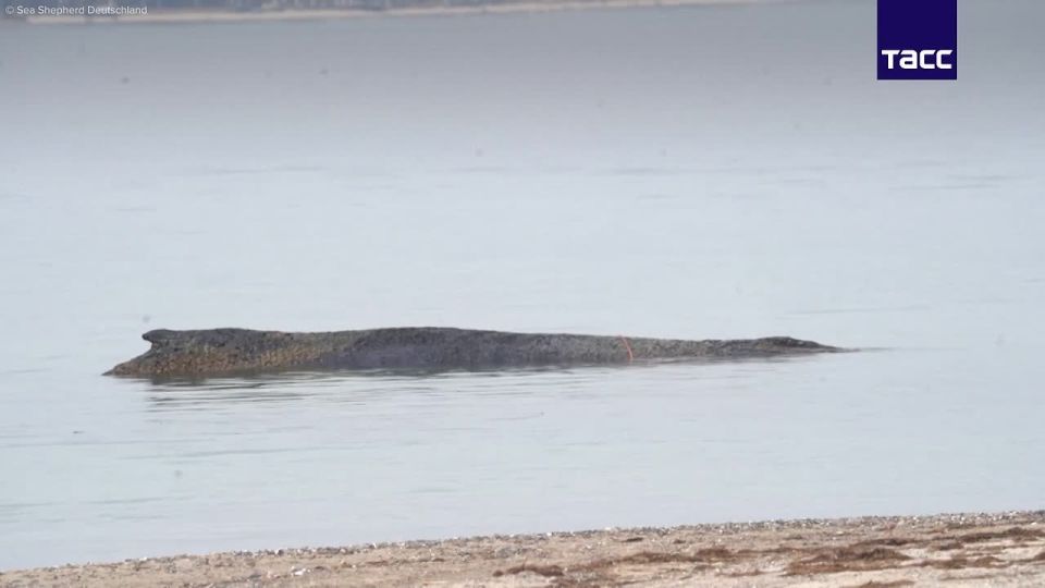 Горбатый кит застрял на мелководье в Балтийском море в Германии, пишет газета Bild