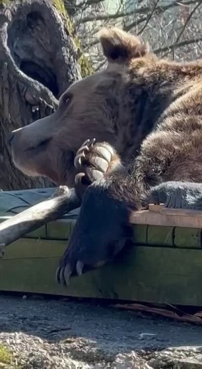 Кажется, у нашего героя есть отличный план действий на случай неопределившейся погоды в Калининграде: наблюдать и отдыхать