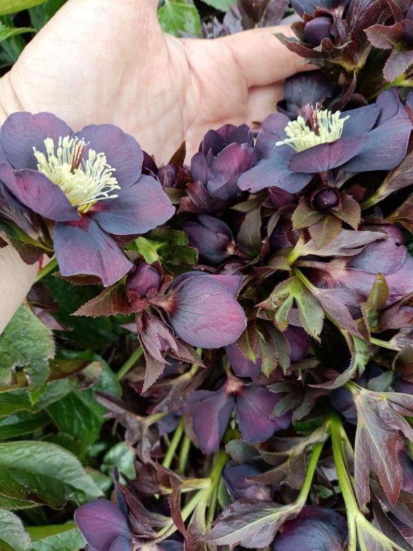 ���� ���������� ���������� ������� ���, ��� ��� �������� � ����