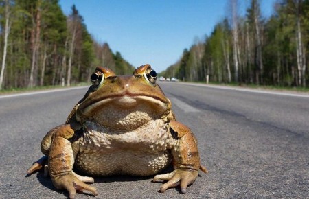 Армада зловещих существ начинает тихий марш по Куршской косе