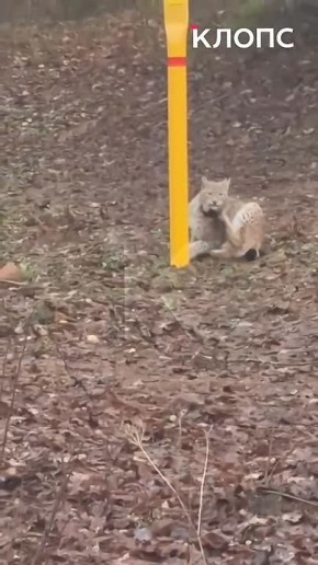 В Краснолесье засняли рысь с чёрным ошейником