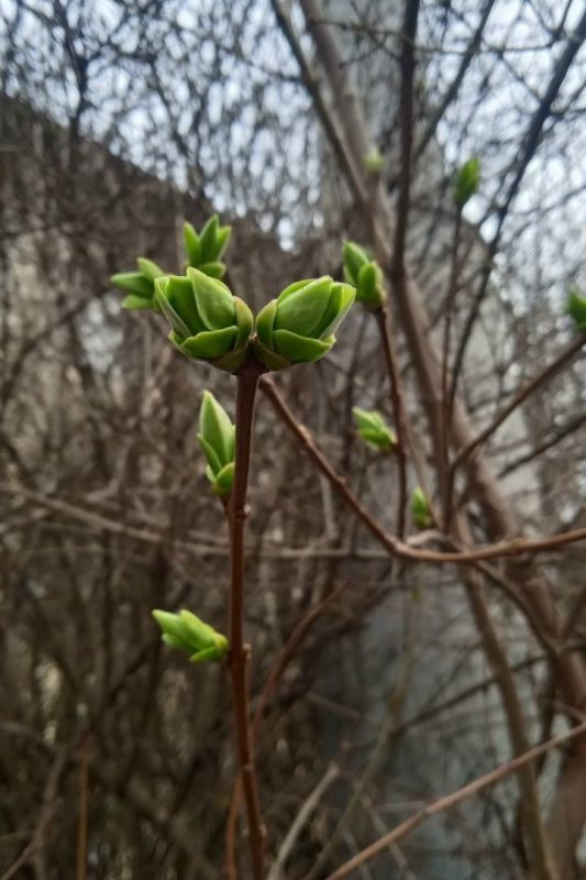 Калининград потихоньку зеленеет!