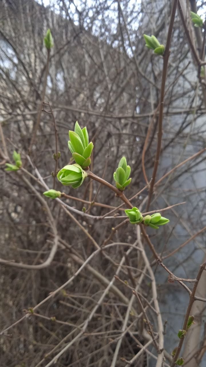 Калининград потихоньку зеленеет! Калининград потихоньку зеленеет!