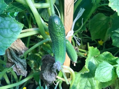 ������� ������������� ��������� ������� ������� �� �������� �������