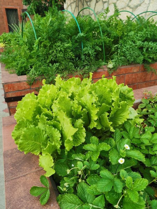 Как справиться с неэффективными биопрепаратами для растений