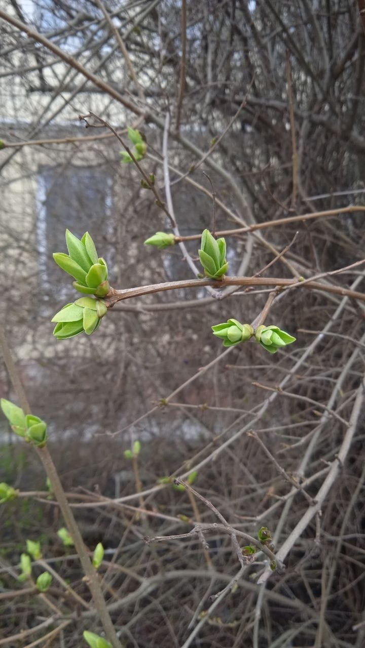 Калининград потихоньку зеленеет! Калининград потихоньку зеленеет!