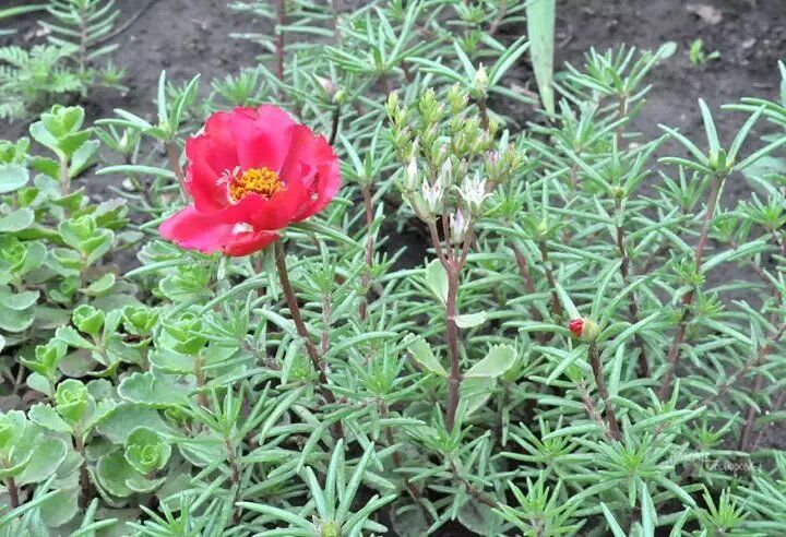 Портулак: Как Вырастить Яркие Цветы из Семян