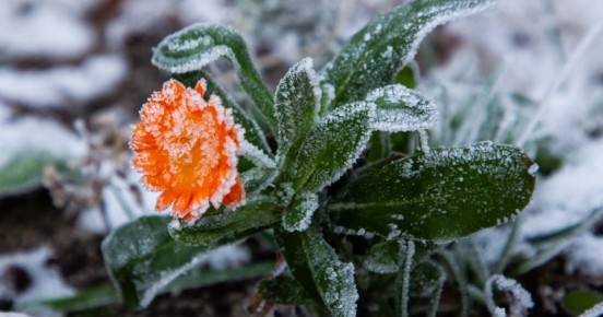 Заморозки остаются, но без резкого холода: калининградские синоптики смягчили прогноз на следующую неделю