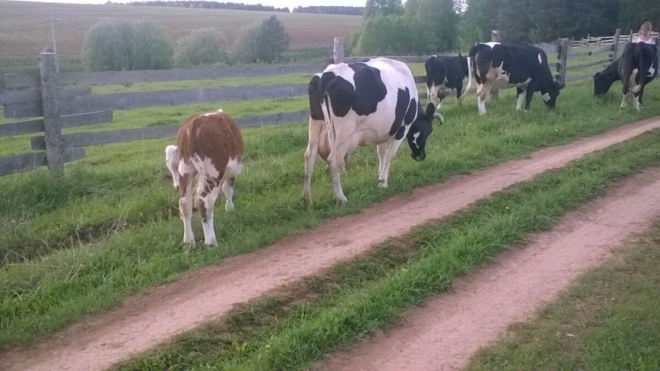 Ранние осеменения животных: как спешка может обернуться бедой