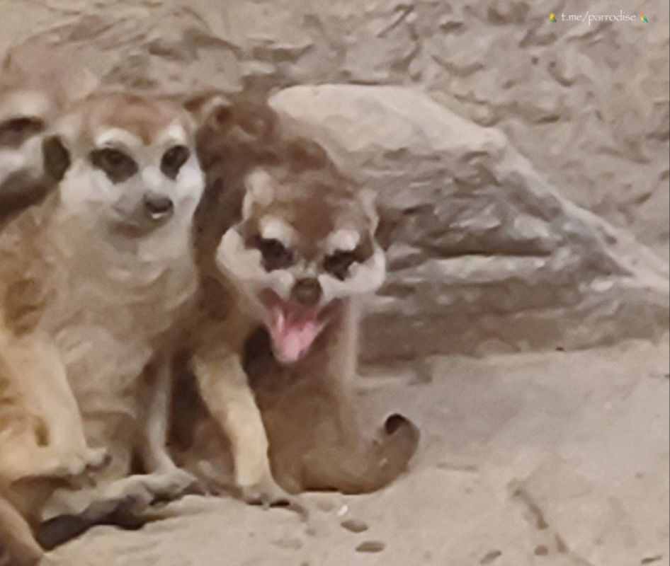 Стоило зевнуть Сиротке — и понеслось!