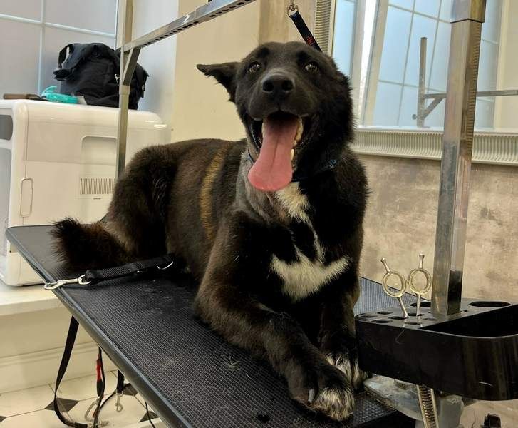 Брошенную собаку погибшего на СВО жителя Багратионовска усыновили