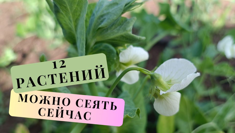 Как вырастить раннюю зелень в теплице: советы для успешного старта