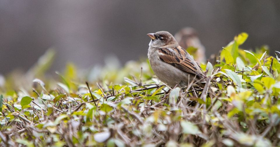 Солнечно и до +11: прогноз погоды в Калининграде на 28 марта