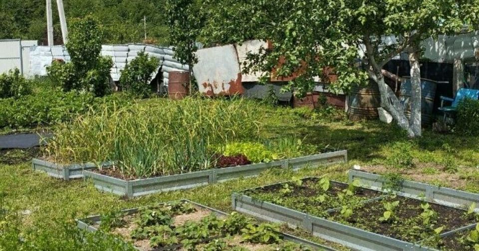 Россиян предупредили об ответственности за выращивание популярного «вьюнка»