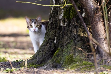 28 марта во всём мире отмечается День уважения кошек!