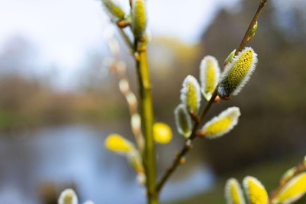 Весна в деталях. Делитесь цветущими кадрами в комментариях Фото: Алексадр Подгорчук/«Клопс»