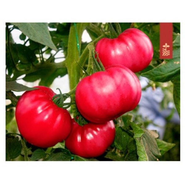 Томат Розовый Монстр: гигантские плоды с насыщенным вкусом для каждого огорода