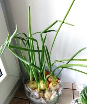 Выращивание зелёного лука в бутылке: простой и эффективный метод