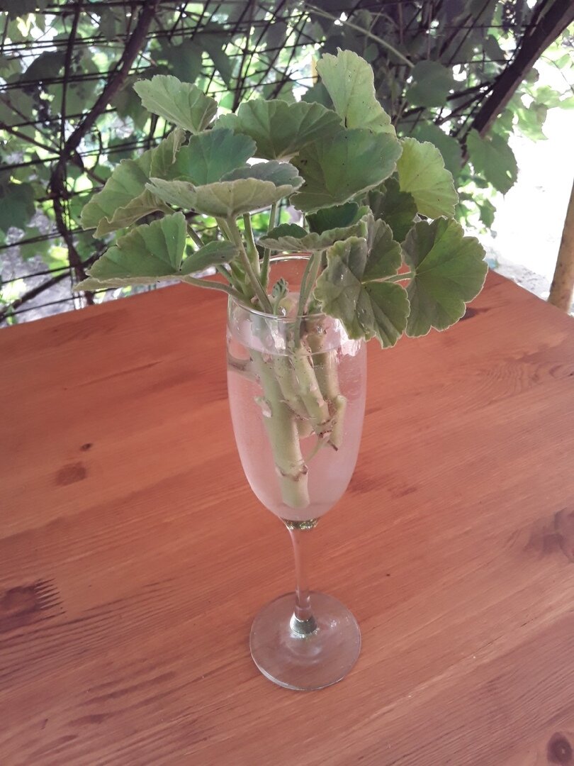 Август: время начинать черенкование пеларгоний