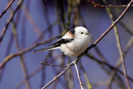 Начинаем день с знакомства с одной из самых милых и крошечных птиц — длиннохвостой синицей!