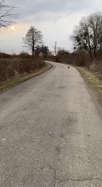 Неожиданная встреча: в Мамоново заметили барсука