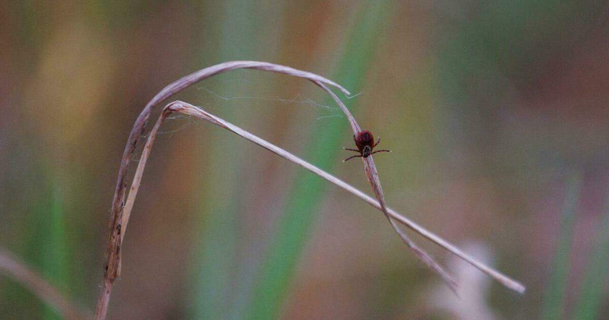 В Минздраве напомнили, чего категорически нельзя делать после укуса клеща
