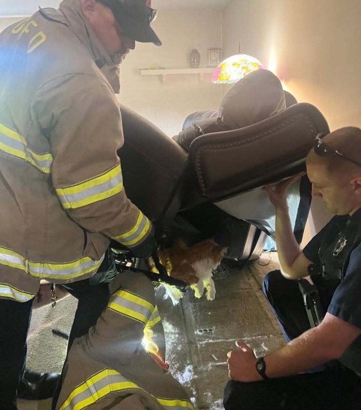 Служба спасения для кота. Спасателем пришлось кота, который спрятался в машине под сиденьем и застрял